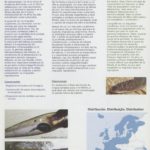Estado de conservação e ameaças das espécies de peixes migradores – enguia