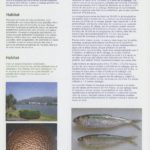 Estado de conservação e ameaças das espécies de peixes migradores – savelha/sável