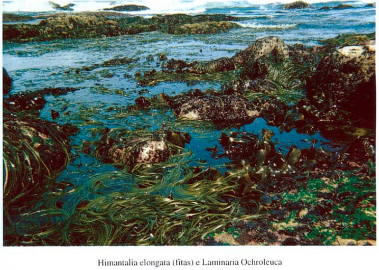 Os “legumes” marinhos do Minho (algas comestíveis)