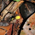 Biodiversidade por terras de Arga e Lima – Líquenes,  fungos e outros que tais