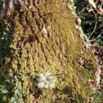 Biodiversidade por terras de Arga e Lima – Líquenes,  fungos e outros que tais