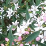 Biodiversidade de terras de Arga e Lima – flores de jardim