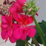 Biodiversidade de terras de Arga e Lima – flores de jardim