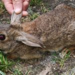 Biodiversidade das terras de Arga e Lima – fauna