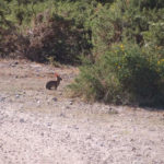 Biodiversidade das terras de Arga e Lima – fauna