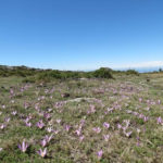 Biodiversidade de terras de Arga e Lima ( Plantas espontâneas)