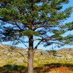 Biodiversidade em terras de Arga e Lima – árvores
