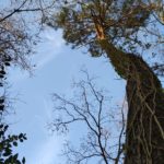 Biodiversidade em terras de Arga e Lima – árvores