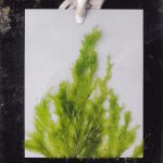 Pasto das Marés – 2 – Casos de estudo