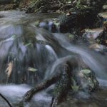 Guia Natural do Rio Minho – crustáceos . peixes
